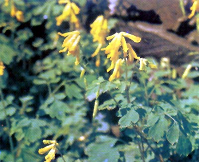 Mákokvěté: dymnivka žlutá, lat.Corydalis lutea
