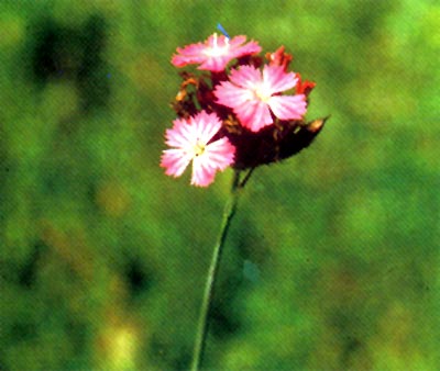 Hvozdíkokvěté: hvozdík kartouzek, lat.Dianthus carthusianorum
