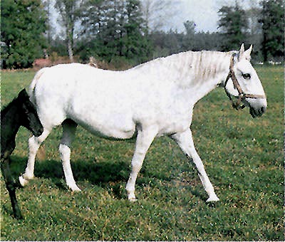 Kladrubský kůň, bílá linie