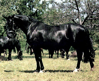 Kladrubský kůň, černá linie