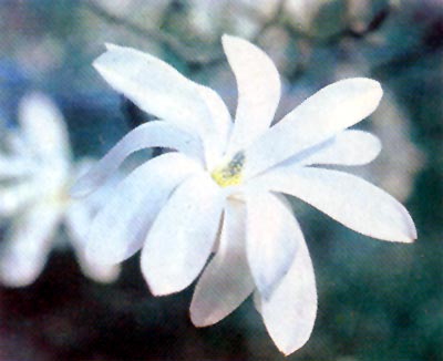 Magnóliokvěté: magnólie, lat.Magnolia stellata