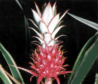 Ananas comosus var. variegatus