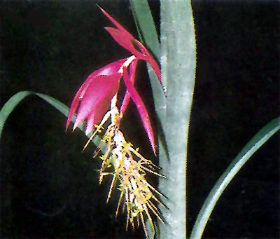 Billbergia rosea