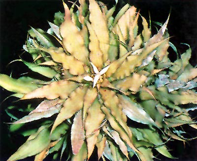 Cryptanthus roseus