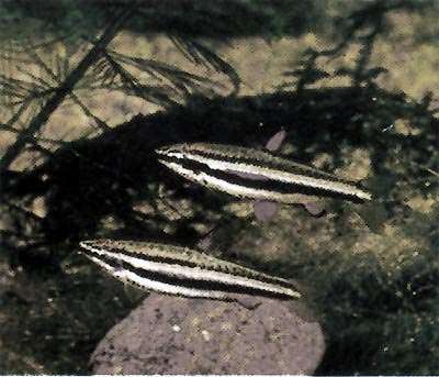 Drobnoústka trpasliči, Nannostomus marginatus, nahoře samec, dole samice