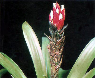 Guzmania monostachya