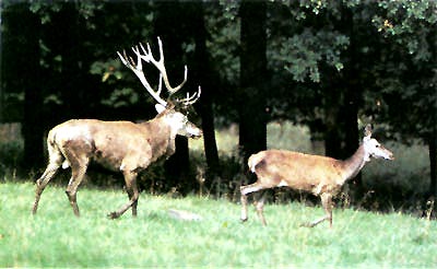 Jelen evropský, Cervus elaphus