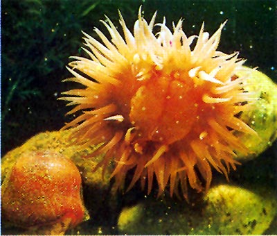 Sasanka koňská, Actinia equina