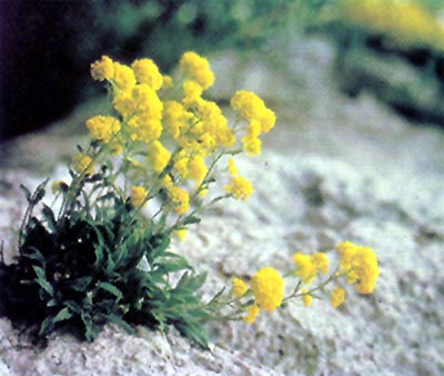 Brukvokvěté: tařice skalní, lat.Alyssum saxatile