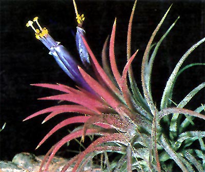 %iTillandsia ionantha%/i